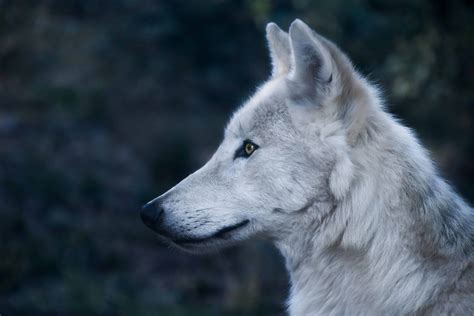 A collection of the top 66 wolf art wallpapers and backgrounds available for download for free. Free picture: white wolf, profile, portrait, portrait, predator, head, fur, eye