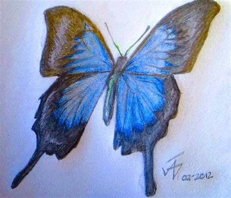 Ulysses Butterfly Drawing By Jose A Gonzalez Jr Fine Art America