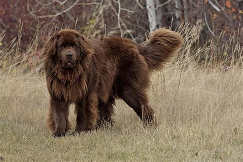 Brown Newfoundland Dog