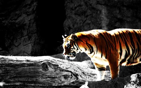 1680x1050 Image For Desktop Tiger  343 Kb Coolwallpapersme