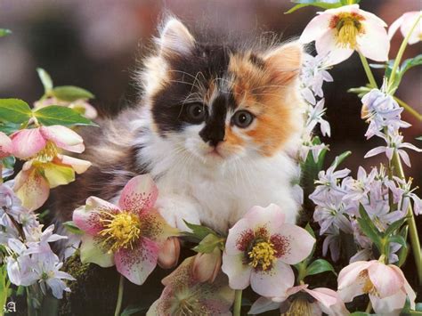 A Small Kitten Sitting On Top Of Flowers Next To Pink And White Flowers