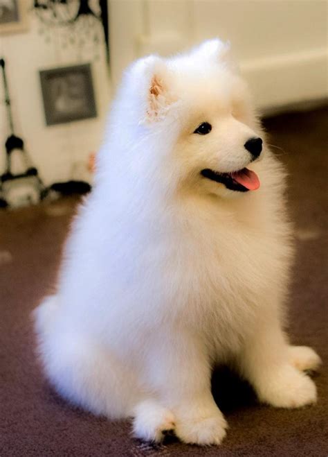 What if you had to choose between a wonderful romantic spouse to whom you would be married for only a few years or a boring, unromantic it is said laughing helps us look and feel younger. 60 Adorable Pictures Of Samoyed Breed Dogs