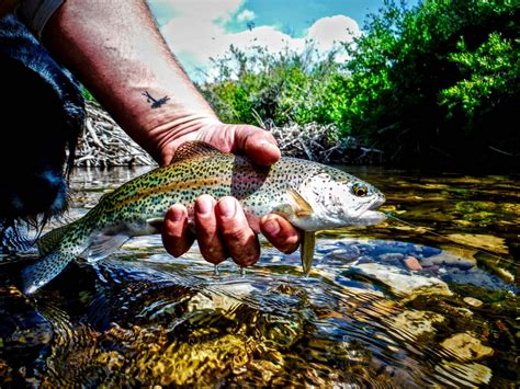 For Dry Fly Creek Freaks Its The Best Time Of The Year Hatch