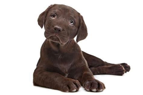 These litters are available for deposit. Chocolate Lab Puppy Names | Lab puppy, Chocolate lab ...