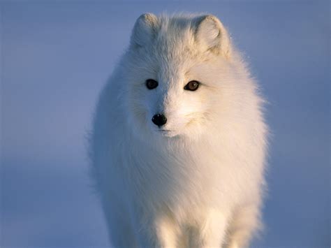 Arctic Fox Wallpaper And Background Image 1600x1200 Id