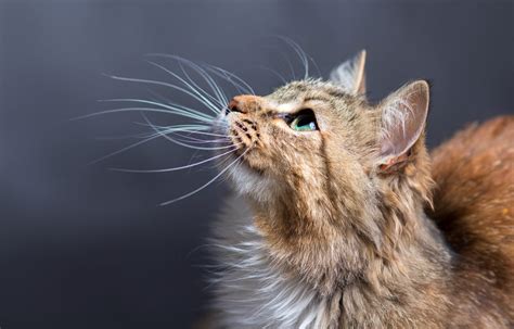 Never cut your cat's whiskers because they help them sensing and they may feel insecure or disoriented. Does your cat have whisker stress? - Feline Wellness Online