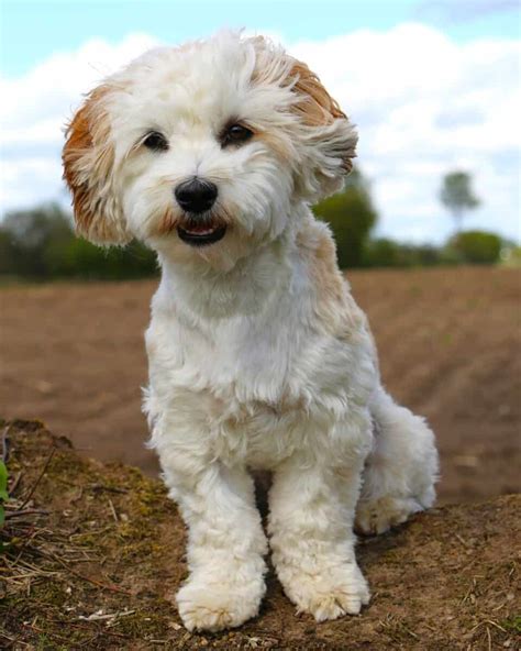 31 Best Havanese Haircuts With Pictures 2024 Updated