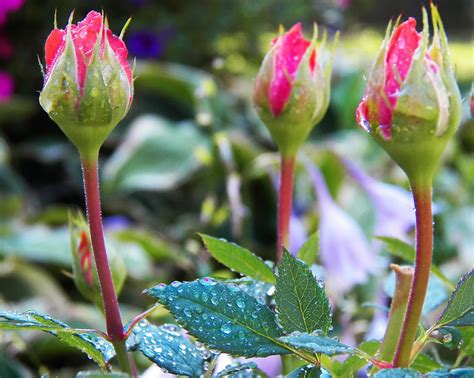 Rose Buds Roses Buds With Water Drops Chris Sorge Flickr