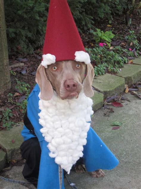 50 Dog Halloween Costumes Thatll Win Best In Show Southern Living