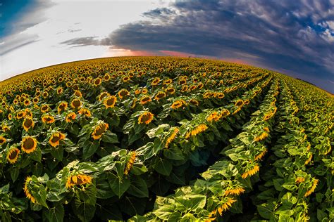 Sunflower Fields Shields And Sons Farm Near Goodland Western Kansas