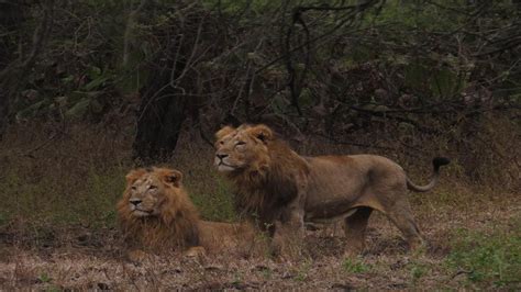 An accurate count of Asiatic lions could help design better ...