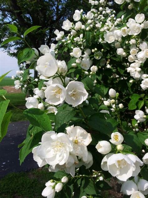 Smultronschersmin Mock Orange Blossoms Fragrant Garden Delight