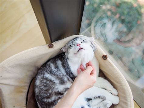 How To Treat Chin Acne In Cats