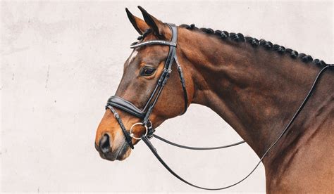 Different Types Of Bridles
