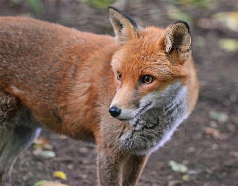 Red Fox Wildlife Online