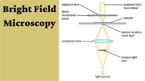 Bright Field Microscope