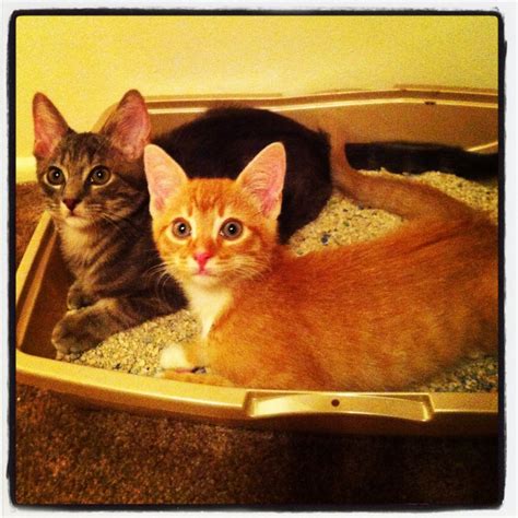 My Kittens In Their Litter Box Kittens Litter Box Animals