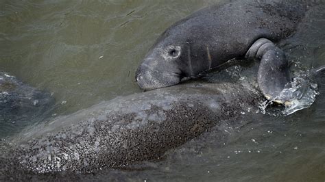 Florida Manatees 2021 A Record Year For Deaths Due To Seagrass Loss