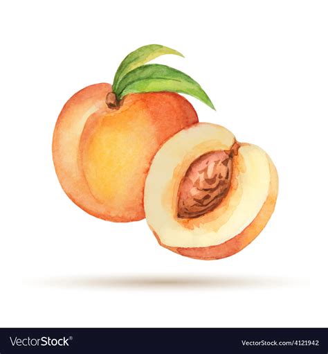 Peach Hand Drawn Watercolor Royalty Free Vector Image