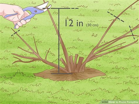 How To Prune Forsythia 9 Steps With Pictures Wikihow