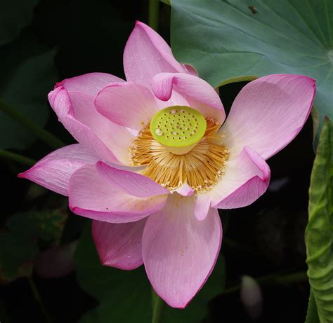 File20100730 Lotus Flower 6779