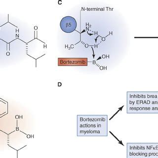 Detection of a proteasome in pneumocystis carinii and its modulation by specific proteasome inhibitors. Structure and mechanism of action of proteasome inhibitors ...