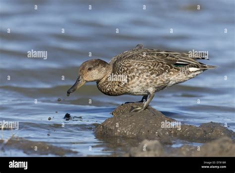 Common Teal Anas Crecca Adult Male Eclipse Plumage Feeding