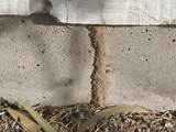 Baseboard Termite Damage Photos