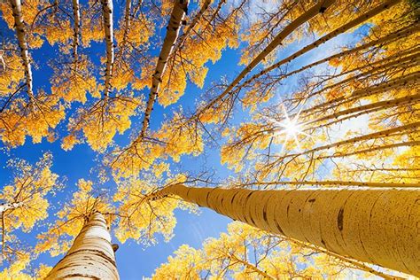 Also known as quaking aspen, they the quaking aspen trees are generally medium in size with an average height of 30 feet (9 meters). Aspen Tree Trimming and Care in Colorado Springs