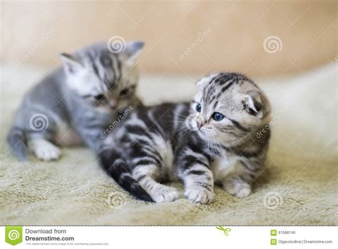 Two Kitten Scottish Fold Breed Lying On Bed Stock Photo