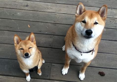 Price of a shiba inu puppy with normal family records is from around $1000 to $2000. Shiba Inu price range. How much does a Shiba Inu puppy cost?