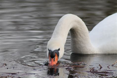 A Mute Swan Cygnus Olor Feeding On Some Waterplants Rbirding