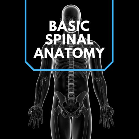 Basic Spinal Anatomy New Jersey Comprehensive Spine Care