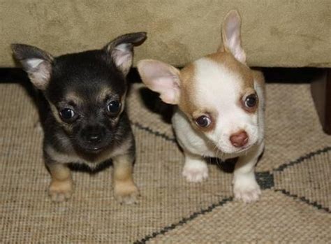 Apple Head Chihuahua Puppies Last Pup Gorgeous Apple Head Chihuahua Puppies Swindon Wiltshire