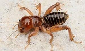 Unlike true crickets, grasshoppers and katydids, the jerusalem cricket's song is produced by where crickets produce their sounds with their winds, and have tymphonic membranes beneath their. Terrestrial Invertebrates - Cabrillo National Monument (U ...