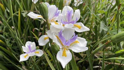 Dietes Grandiflora How To Grow The Wild Iris Nurseries Online