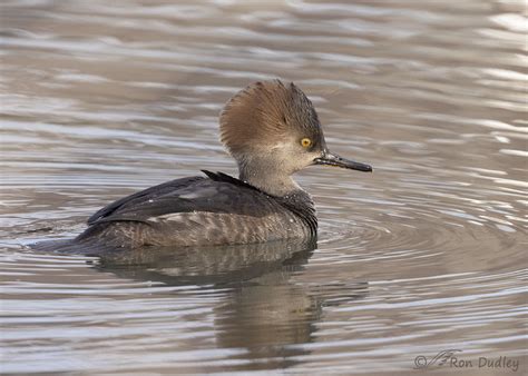 Female Hooded Merganser Yesterday Afternoon Feathered Photography