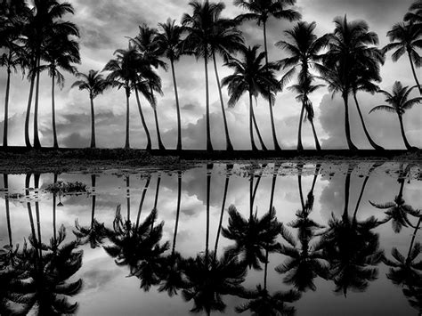 palm reflection by dennis frates landscape gallery frame landscape photography