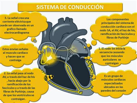 Blog De Fisiología Uas Valeria Medel García CorazÓn Sistema De