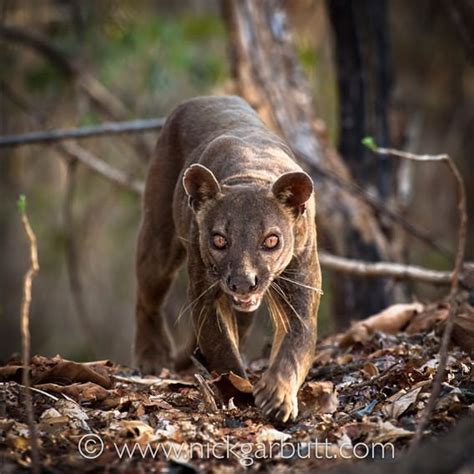 Madagascar Fossa Sometimes Called The Worlds Largest Mongoose It Is