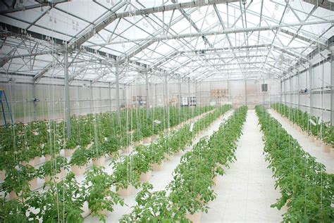 Greenhouse And Its Advantages Importance Of Greenhouse Farming