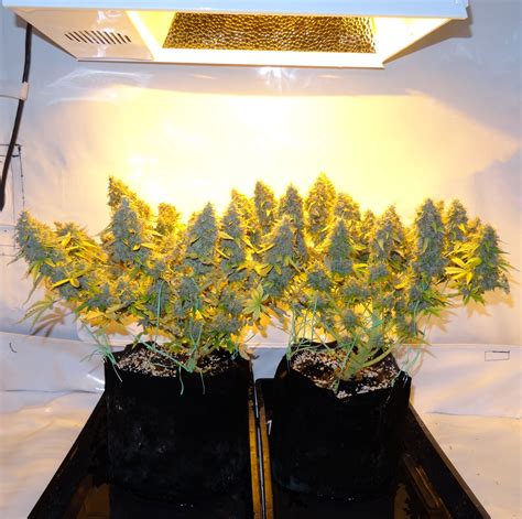 Gwe Ultimate 10 Minute Cannabis Indoor Grow Guide 👩‍🏫🔟🕙 💪🌳