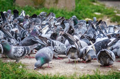 Bird Treatment London Effective Pigeon Control By Pest Exterminators