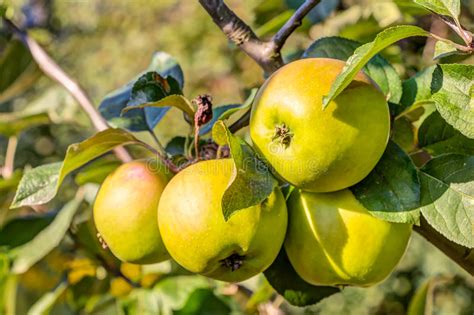 Apple Fruits In A Tree Stock Image Image Of Gala Jonagold 91215001