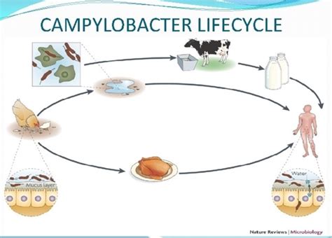 The Prevalence Of Campylobacter In Campylobacter Food Poisoning