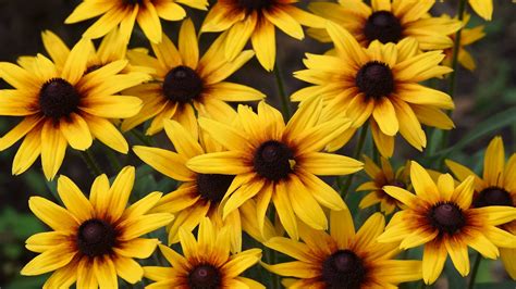 Black Eyed Susan Everything You Need To Know Before Planting