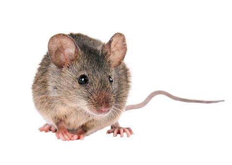 Extermination De Souris Professionnels Débarrassez Vous De Souris