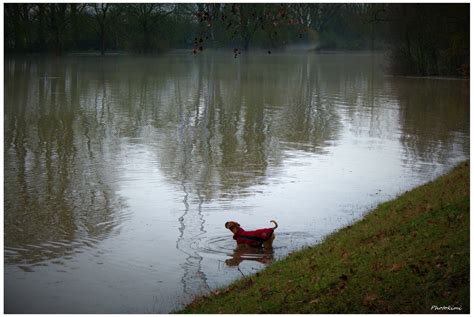< 100 видео и каналов. Überschwemmung am Rhein-Ufer (II) Foto & Bild | spezial ...