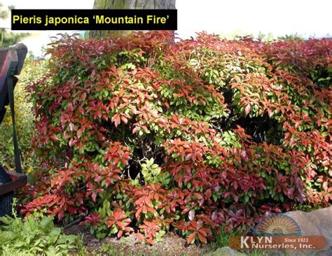 Pieris Japonica Mountain Fire Mountain Fire Andromeda