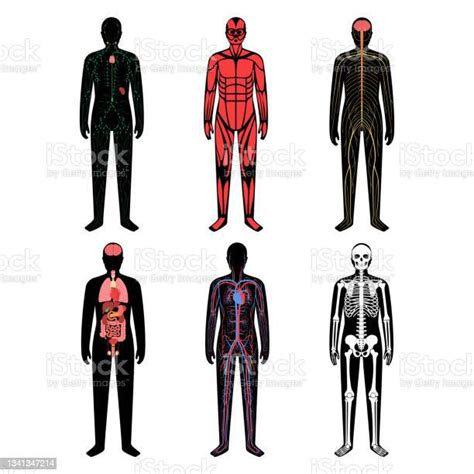 Human Body Systems Stock Illustration Download Image Now Skull